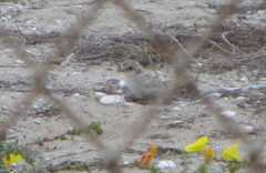 Sternula antillarum browni