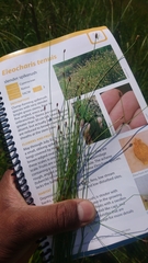 Eleocharis tenuis