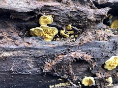 Pseudomerulius