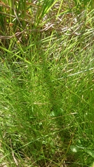 Eleocharis tenuis