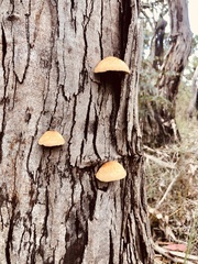 Crepidotus eucalyptorum