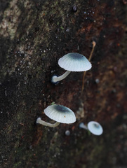 Mycena interrupta