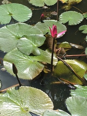 Nymphaea rubra