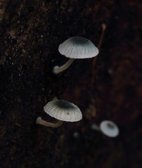 Mycena interrupta