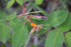 Phragmidium mucronatum