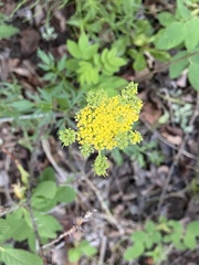 Pseudocymopterus