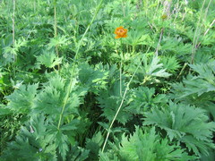 Trollius