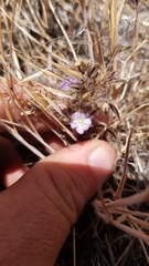 Phacelia linearis