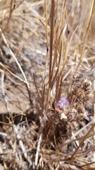 Phacelia linearis