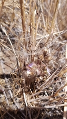Phacelia linearis
