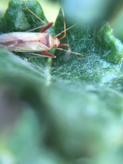 Creontiades rubrinervis