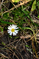 Brachyscome graminea