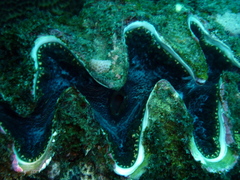 Tridacna rosewateri