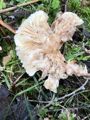 Leucopaxillus eucalyptorum