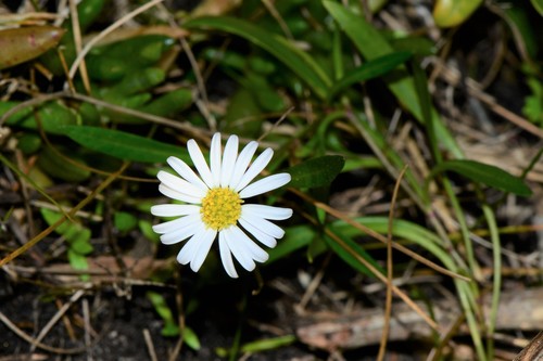 Brachycome à feuilles étroites 3