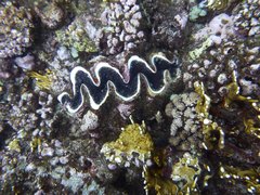 Tridacna rosewateri