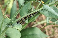Gnophaela discreta