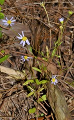 Astranthium ciliatum