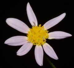 Astranthium ciliatum