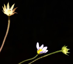 Astranthium ciliatum