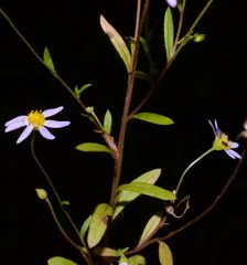 Astranthium ciliatum