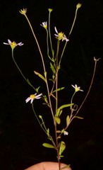 Astranthium ciliatum