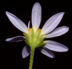 Astranthium ciliatum