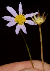 Astranthium ciliatum