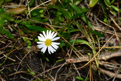 Brachyscome graminea