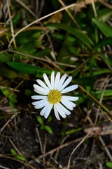 Brachyscome graminea