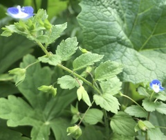 Veronica persica