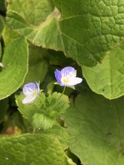 Veronica persica