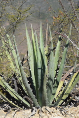 Agave xylonacantha