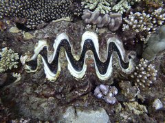 Tridacna rosewateri