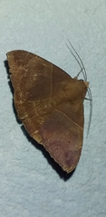 Ophisma