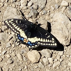 Papilio indra