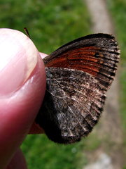 Erebia tyndarus