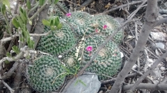 Mammillaria perbella