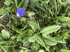 Dracocephalum grandiflorum