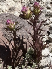 Orthocarpus cuspidatus