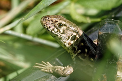 Lacerta agilis