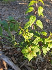 Deeringia amaranthoides