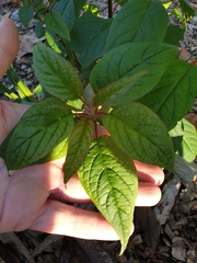 Deeringia amaranthoides