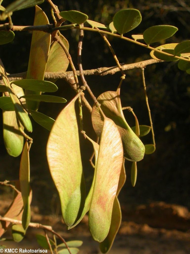 Neoapaloxylon tuberosum