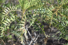 Pseudosmodingium andrieuxii