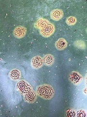 Colletotrichum coccodes