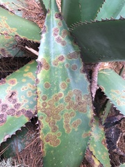 Colletotrichum coccodes