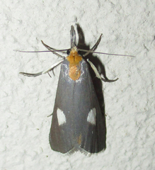 Episindris albimaculalis