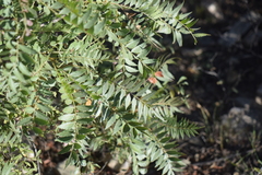 Pseudosmodingium andrieuxii