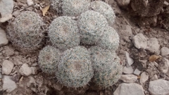 Mammillaria perbella